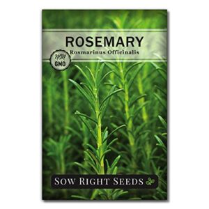 sow right seeds – rosemary seed to plant – non-gmo heirloom seeds – full instructions for easy planting and growing a kitchen herb garden, indoors or outdoor; great gardening gift (1)