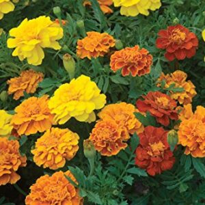 Burpee Happy Days Mix Marigold Seeds 150 seeds