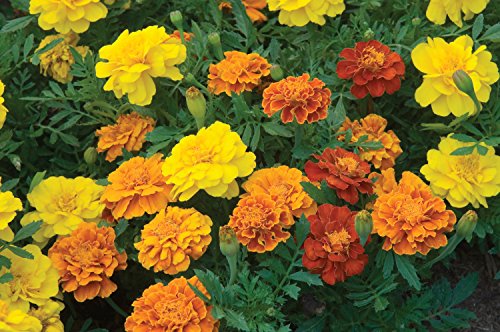 Burpee Happy Days Mix Marigold Seeds 150 seeds