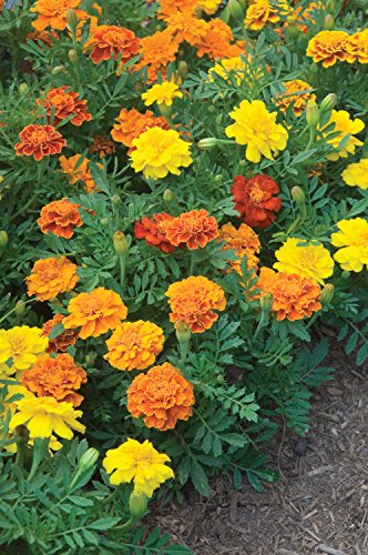 Burpee Happy Days Mix Marigold Seeds 150 seeds