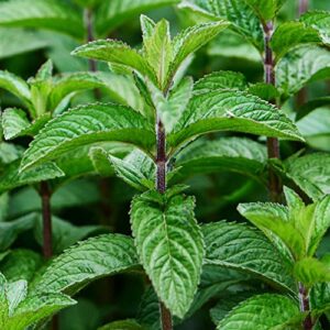 peppermint (mentha × piperita) 30mg seeds for planting, marathi, vilayati pudina, asian mint, chinese peppermint “bohe”, open pollinated, non gmo, vegetable garden