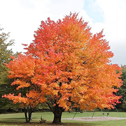 YEGAOL Garden Sugar Maple Seeds 100Pcs Tree Seeds Acer Saccharum Hard Maple Rock Maple Ornamental Non-GMO Garden Backyard Plant