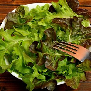 Lindsay Seed Spring Salad Mix- 10 Varieties of Lettuce, Spinach, Kale, Arugula 6000+ Seeds Non-GMO