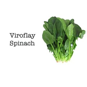 Lindsay Seed Spring Salad Mix- 10 Varieties of Lettuce, Spinach, Kale, Arugula 6000+ Seeds Non-GMO