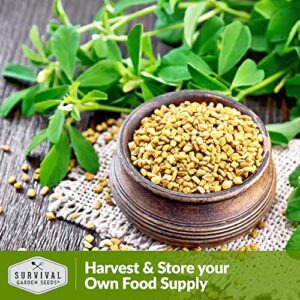 Survival Garden Seeds - Fenugreek Seed for Planting - Packet with Instructions to Plant & Grow Samudra Methi in Your Home Vegetable Garden - Non-GMO Heirloom Variety - Good Microgreens or Sprouts