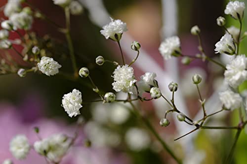 Set of 50 Cut Flower - Mixture Annual Flower Seed Packets - Perfect for Creating Your Dream Garden! - Includes 50 Packets of Cut Flower - Mixture Seeds!