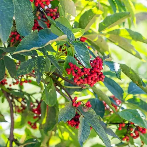 CHUXAY GARDEN 50 Seeds Sambucus Racemosa,Red Elderberry,Red-berried Elder Deciduous Suckering Shrub Attract Butterflies Great for Traditional and Wildlife Gardens