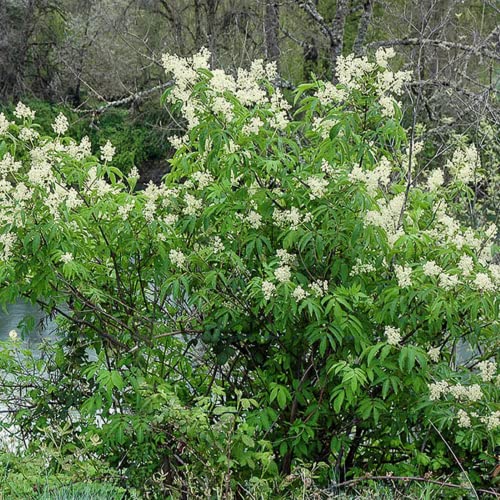 CHUXAY GARDEN 50 Seeds Sambucus Racemosa,Red Elderberry,Red-berried Elder Deciduous Suckering Shrub Attract Butterflies Great for Traditional and Wildlife Gardens