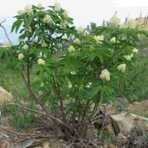 CHUXAY GARDEN 50 Seeds Sambucus Racemosa,Red Elderberry,Red-berried Elder Deciduous Suckering Shrub Attract Butterflies Great for Traditional and Wildlife Gardens