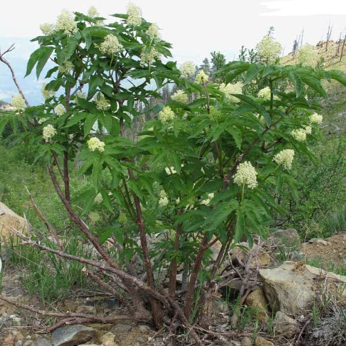 CHUXAY GARDEN 50 Seeds Sambucus Racemosa,Red Elderberry,Red-berried Elder Deciduous Suckering Shrub Attract Butterflies Great for Traditional and Wildlife Gardens