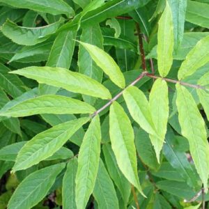 CHUXAY GARDEN 50 Seeds Sambucus Racemosa,Red Elderberry,Red-berried Elder Deciduous Suckering Shrub Attract Butterflies Great for Traditional and Wildlife Gardens