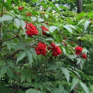 CHUXAY GARDEN 50 Seeds Sambucus Racemosa,Red Elderberry,Red-berried Elder Deciduous Suckering Shrub Attract Butterflies Great for Traditional and Wildlife Gardens