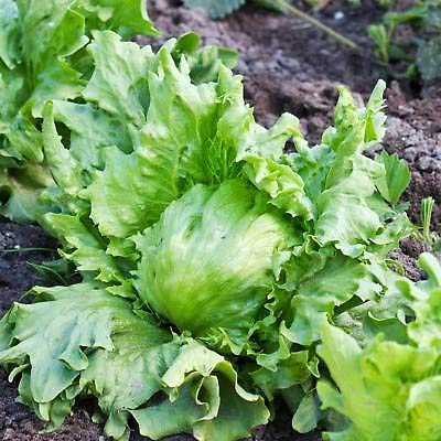 Hanson Improved Crisphead Lettuce Seeds for Planting, 1000+ Heirloom Seeds Per Packet, Non GMO Seeds, Botanical Name: Lactuca Sativa, Great Home Garden Gift