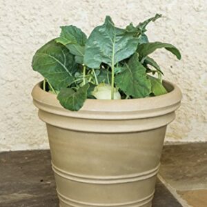 Burpee Konan Hybrid Kohlrabi Seeds 100 seeds