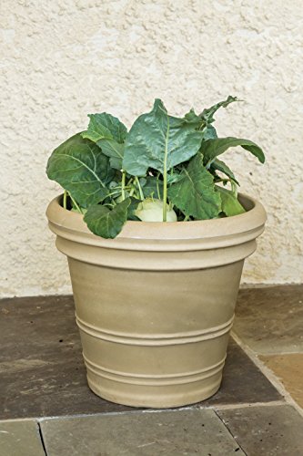 Burpee Konan Hybrid Kohlrabi Seeds 100 seeds