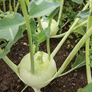 Burpee Konan Hybrid Kohlrabi Seeds 100 seeds