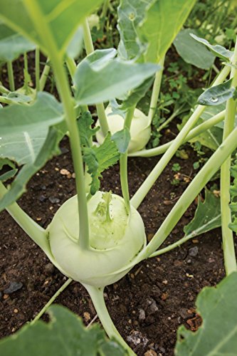 Burpee Konan Hybrid Kohlrabi Seeds 100 seeds