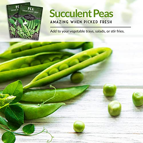 Survival Garden Seeds - Sugar Daddy Snap Pea Seed for Planting - 2 Packs with Instructions to Plant and Grow in Delicious Pea Pods Your Home Vegetable Garden - Non-GMO Heirloom Variety