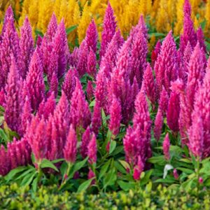 outsidepride celosia pink plume plant, feathery amaranth garden flower seeds – 500 seeds
