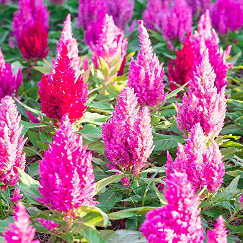 Outsidepride Celosia Pink Plume Plant, Feathery Amaranth Garden Flower Seeds - 500 Seeds