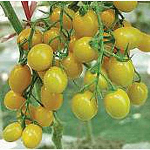 Jelly Bean Tomato (Yellow) Seeds (25 Seed Packet) (More Heirloom, Non GMO, Vegetable, Fruit, Herb, Flower Garden Seeds at Seed King Express)