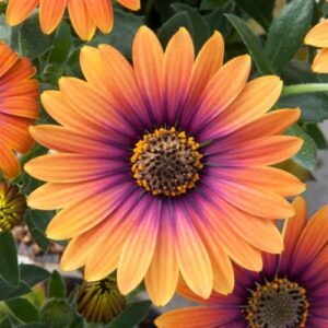 chuxay garden pink orange osteospermum-‘serenity bronze’african daisies 25 seeds annual flowering plant bloom summer and fall beautiful flower grows in garden and pots