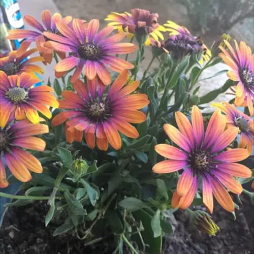 CHUXAY GARDEN Pink Orange Osteospermum-'Serenity Bronze'African Daisies 25 Seeds Annual Flowering Plant Bloom Summer and Fall Beautiful Flower Grows in Garden and pots