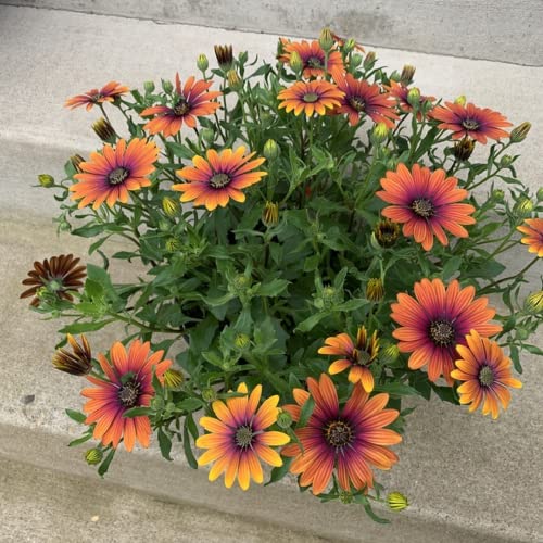 CHUXAY GARDEN Pink Orange Osteospermum-'Serenity Bronze'African Daisies 25 Seeds Annual Flowering Plant Bloom Summer and Fall Beautiful Flower Grows in Garden and pots