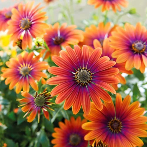 CHUXAY GARDEN Pink Orange Osteospermum-'Serenity Bronze'African Daisies 25 Seeds Annual Flowering Plant Bloom Summer and Fall Beautiful Flower Grows in Garden and pots