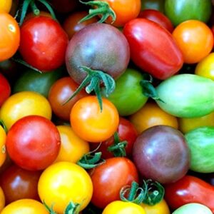 rainbow cherry tomato mix seeds – b94 (85 seeds, or 1/4 gram)