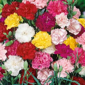 Outsidepride Dianthus C aryophyllus Carnation Chabaud Garden Cut Flower Seed Mix - 2000 Seeds