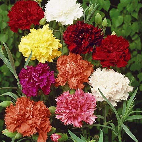 Outsidepride Dianthus C aryophyllus Carnation Chabaud Garden Cut Flower Seed Mix - 2000 Seeds