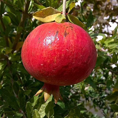 Pixies Gardens (1 Gallon) Wonderful Pomegranate Tree Very Large Orange Red Fruit with Red Arils and Sweet Tart Juice.