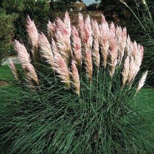 3 purple pampas grass live plants plugs planting ornaments garden perennials simple to grow pots gift