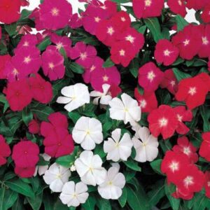 outsidepride vinca periwinkle victory garden flower, ground cover, & container plant mix – 200 seeds