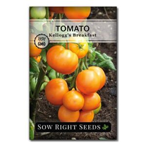 sow right seeds – kellogg’s breakfast tomato seed for planting – non-gmo heirloom packet with instructions to plant a home vegetable garden