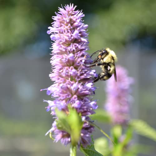 CHUXAY GARDEN 30 Seeds Agastache Foeniculum,Anise Hyssop,Fragrant Giant Hyssop, Lavender Hyssop, Anise Hyssop Perennial Organic Agastache Edible Seasoning Plants Easy Grow