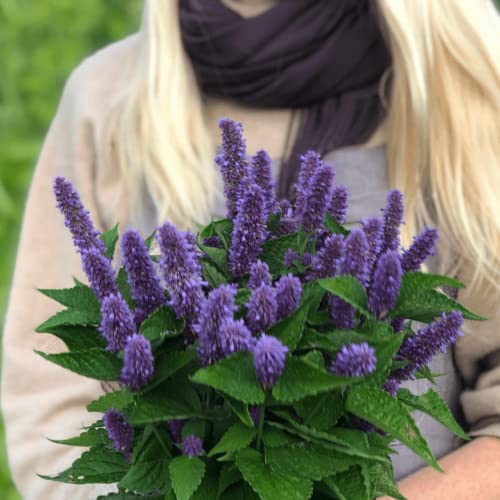 CHUXAY GARDEN 30 Seeds Agastache Foeniculum,Anise Hyssop,Fragrant Giant Hyssop, Lavender Hyssop, Anise Hyssop Perennial Organic Agastache Edible Seasoning Plants Easy Grow