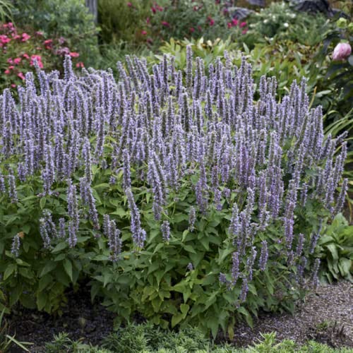 CHUXAY GARDEN 30 Seeds Agastache Foeniculum,Anise Hyssop,Fragrant Giant Hyssop, Lavender Hyssop, Anise Hyssop Perennial Organic Agastache Edible Seasoning Plants Easy Grow