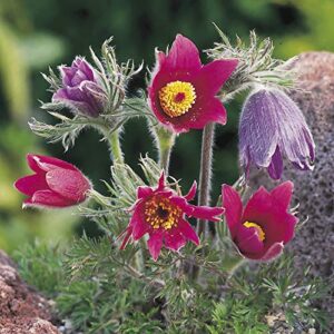 outsidepride anemone pulsatilla red pasque garden flower plant seeds – 500 seeds