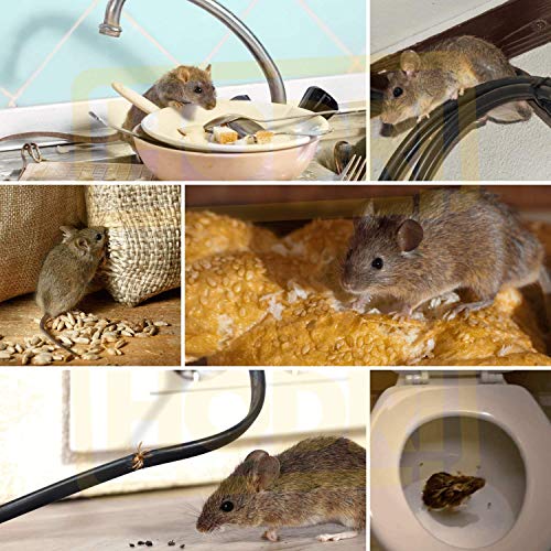 Humane Smart No Kill Mouse Trap, Cruelty Free Live Catch and Release, Easy to Set for Small Rodents Such as Mouse Mice Vole Mole Chipmunk, Reusable for Kitchen Garden Storage Garage (Clear White)