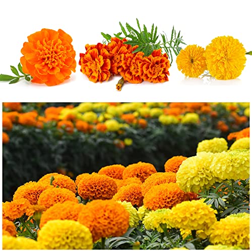 1000+ Mix Marigold Seeds for Planting Calendula Seeds Non-GMO Heirloom Seeds Premium, Open Pollinated Bonsai Garden Decoration Huge Red Orange and Yellow Blooms