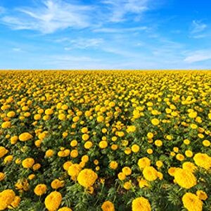 1000+ Mix Marigold Seeds for Planting Calendula Seeds Non-GMO Heirloom Seeds Premium, Open Pollinated Bonsai Garden Decoration Huge Red Orange and Yellow Blooms