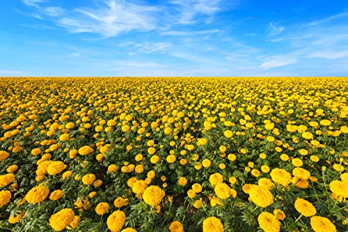 1000+ Mix Marigold Seeds for Planting Calendula Seeds Non-GMO Heirloom Seeds Premium, Open Pollinated Bonsai Garden Decoration Huge Red Orange and Yellow Blooms