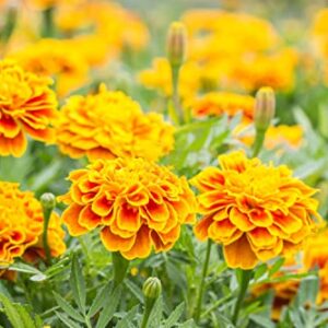 1000+ Mix Marigold Seeds for Planting Calendula Seeds Non-GMO Heirloom Seeds Premium, Open Pollinated Bonsai Garden Decoration Huge Red Orange and Yellow Blooms