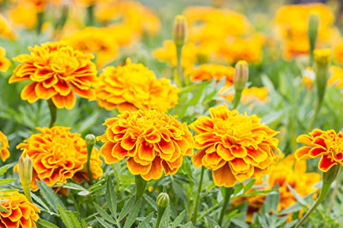 1000+ Mix Marigold Seeds for Planting Calendula Seeds Non-GMO Heirloom Seeds Premium, Open Pollinated Bonsai Garden Decoration Huge Red Orange and Yellow Blooms