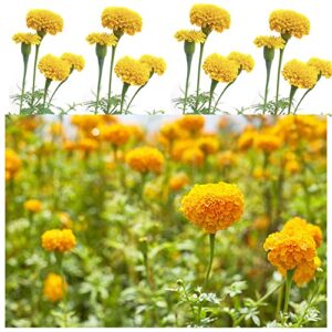 1000+ Mix Marigold Seeds for Planting Calendula Seeds Non-GMO Heirloom Seeds Premium, Open Pollinated Bonsai Garden Decoration Huge Red Orange and Yellow Blooms