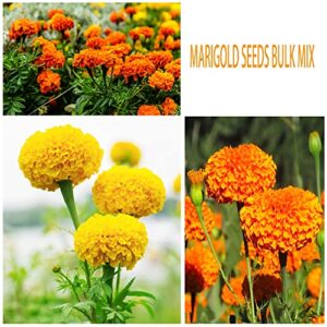 1000+ Mix Marigold Seeds for Planting Calendula Seeds Non-GMO Heirloom Seeds Premium, Open Pollinated Bonsai Garden Decoration Huge Red Orange and Yellow Blooms