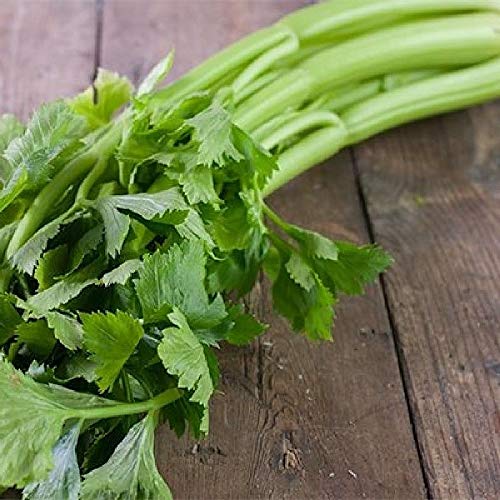 Gaea's Blessing Seeds - Celery Seeds - Tall Utah 52-70 Heirloom Non-GMO with Easy to Follow Instructions 89% Germination Rate Net Wt. 1.25g