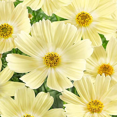 Outsidepride Cosmos Bipannatus Lemonade Yellow Cut Flower Garden Seeds - 50 Seeds